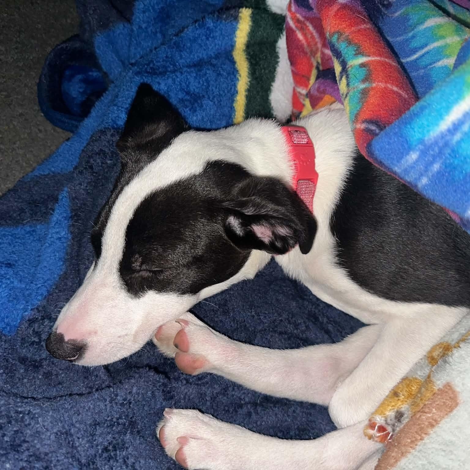 Enlarge Penny, a Adoptable mixed breed in Crystal Lake, IL image 3/6