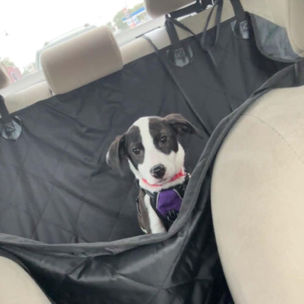 Enlarge Penny, a Adoptable mixed breed in Crystal Lake, IL image 6/6