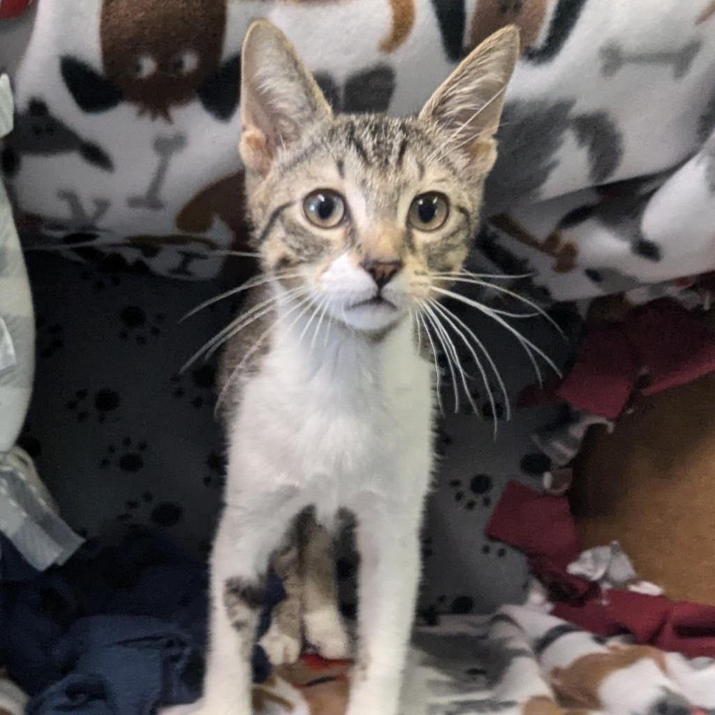 Jelly, Adoptable, Adult Male Domestic Short Hair.