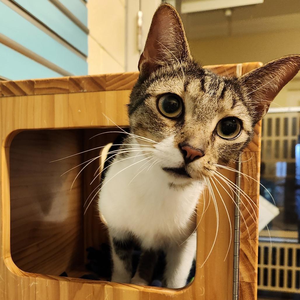 Jelly, Adoptable, Adult Male Domestic Short Hair.