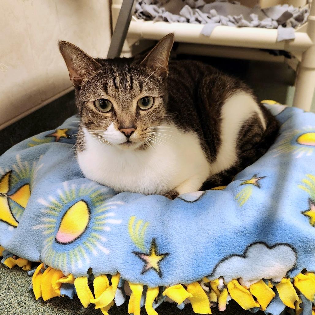 Enlarge Jelly, a Adoptable Domestic Short Hair in Naples, FL image 3/3