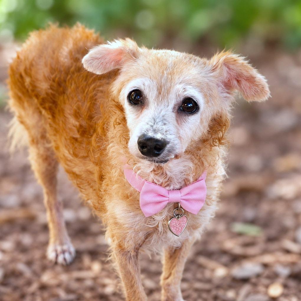 Enlarge Margaret, a Adoptable mixed breed in Boerne, TX image 1/1