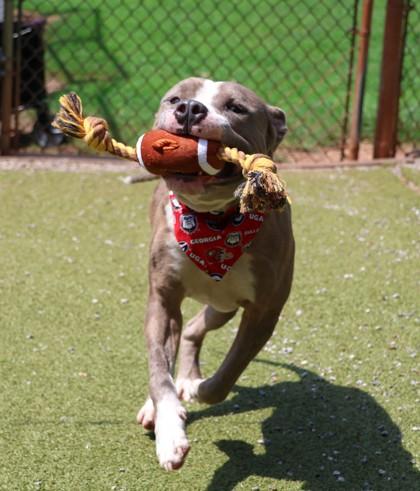 Enlarge Nugget, a Adopted Mixed Breed in Athens, GA image 2/3