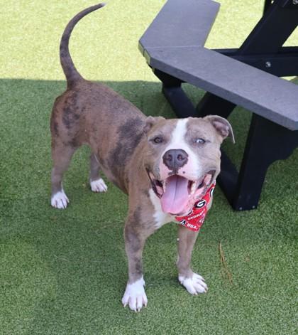Enlarge Nugget, a Adopted Mixed Breed in Athens, GA image 3/3