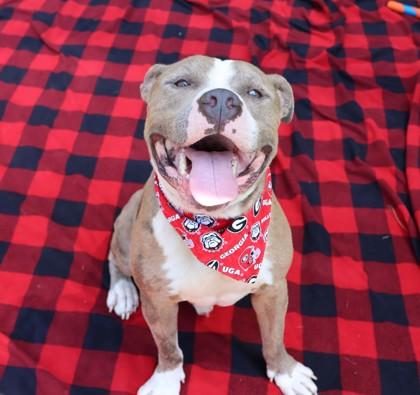 Nugget, Adopted, Young Male Mixed Breed.