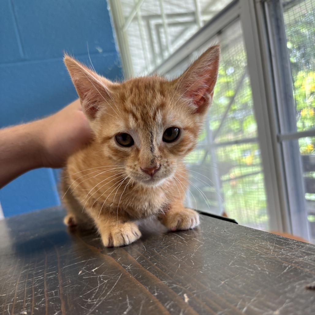 Pool Boy, Adoptable, Kitten Male Domestic Short Hair.