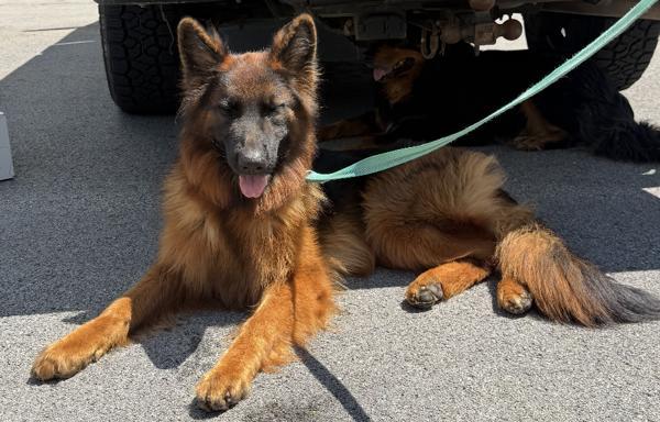 Aika, Adoptable, Young Female German Shepherd Dog.
