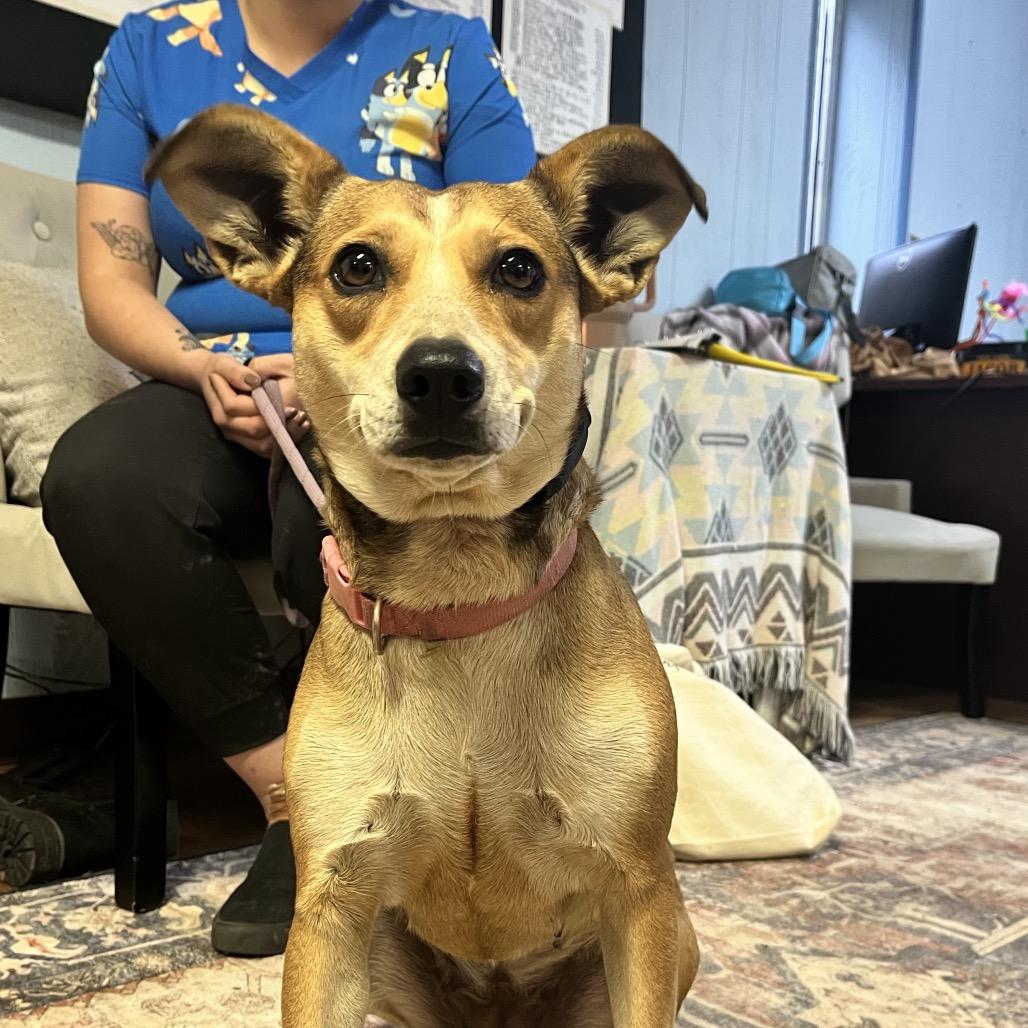 Trixie, Adoptable, Young Female Mixed Breed.