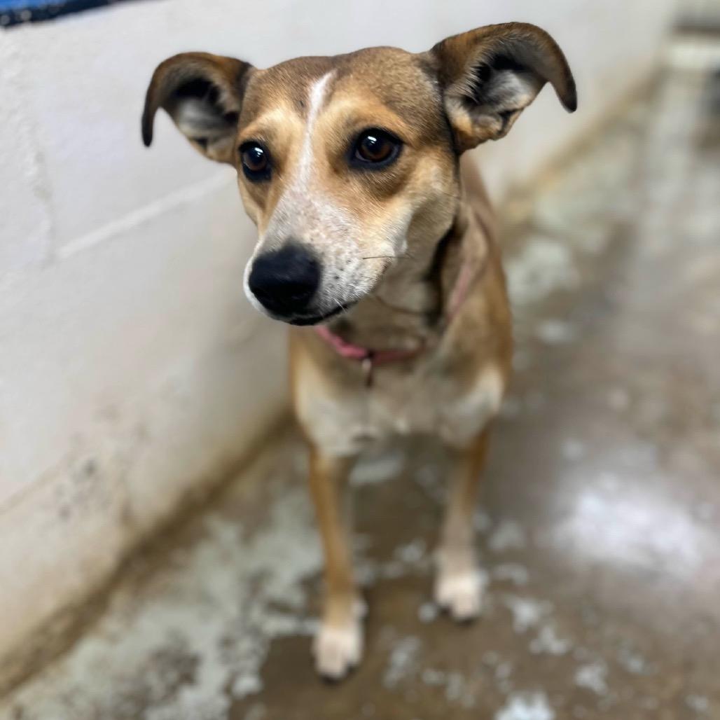 Trixie, Adoptable, Young Female Mixed Breed.