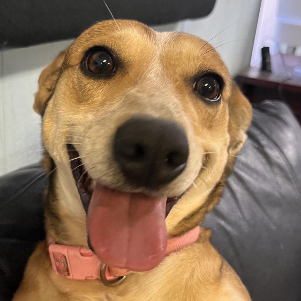 Trixie — thumbnail 2