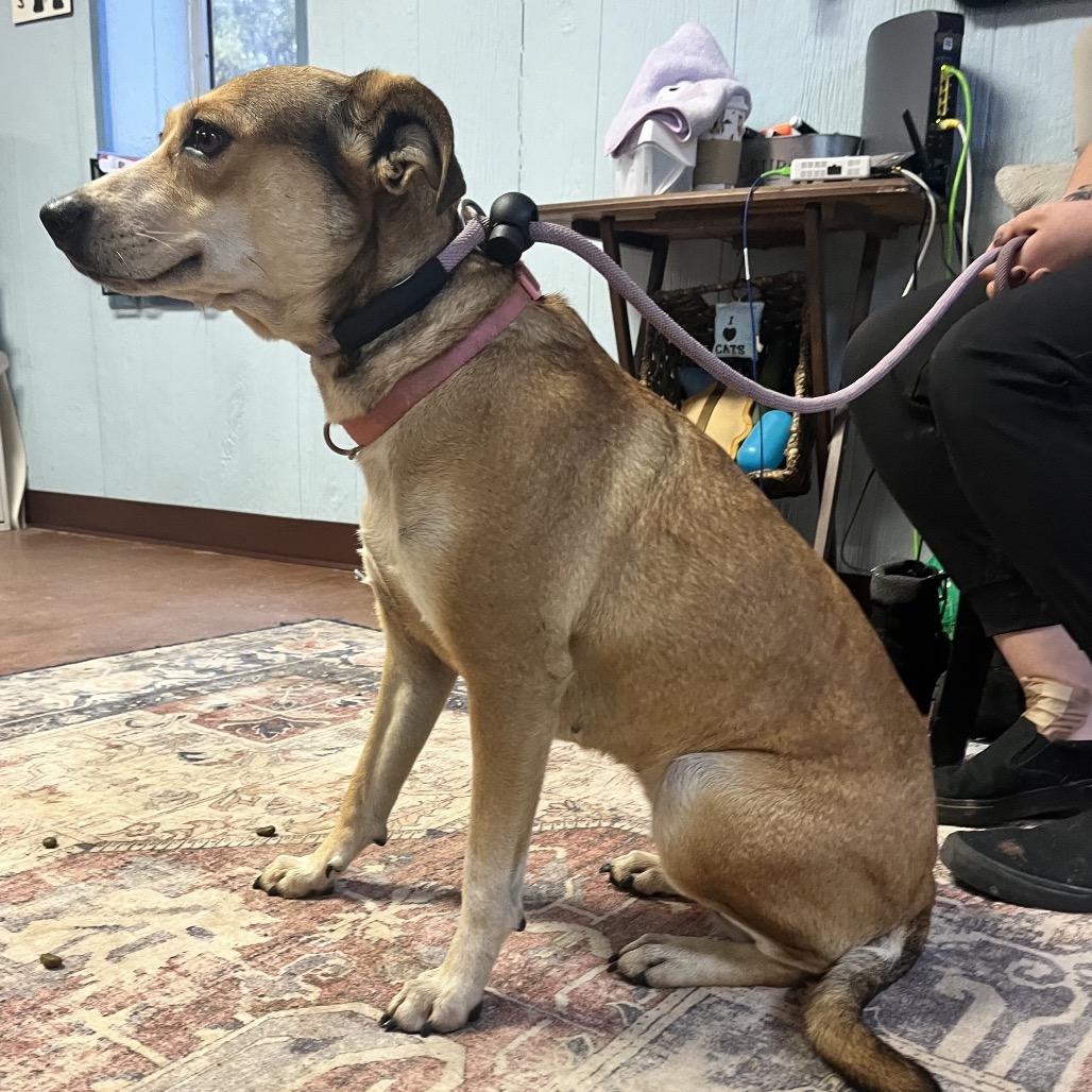 Trixie — thumbnail 3