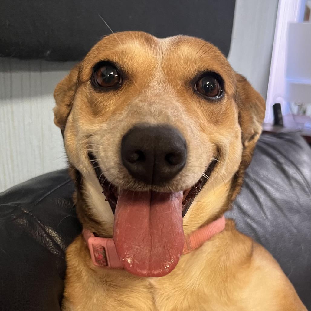 Enlarge Trixie, a Adoptable Mixed Breed in Clarksville, AR image 4/5