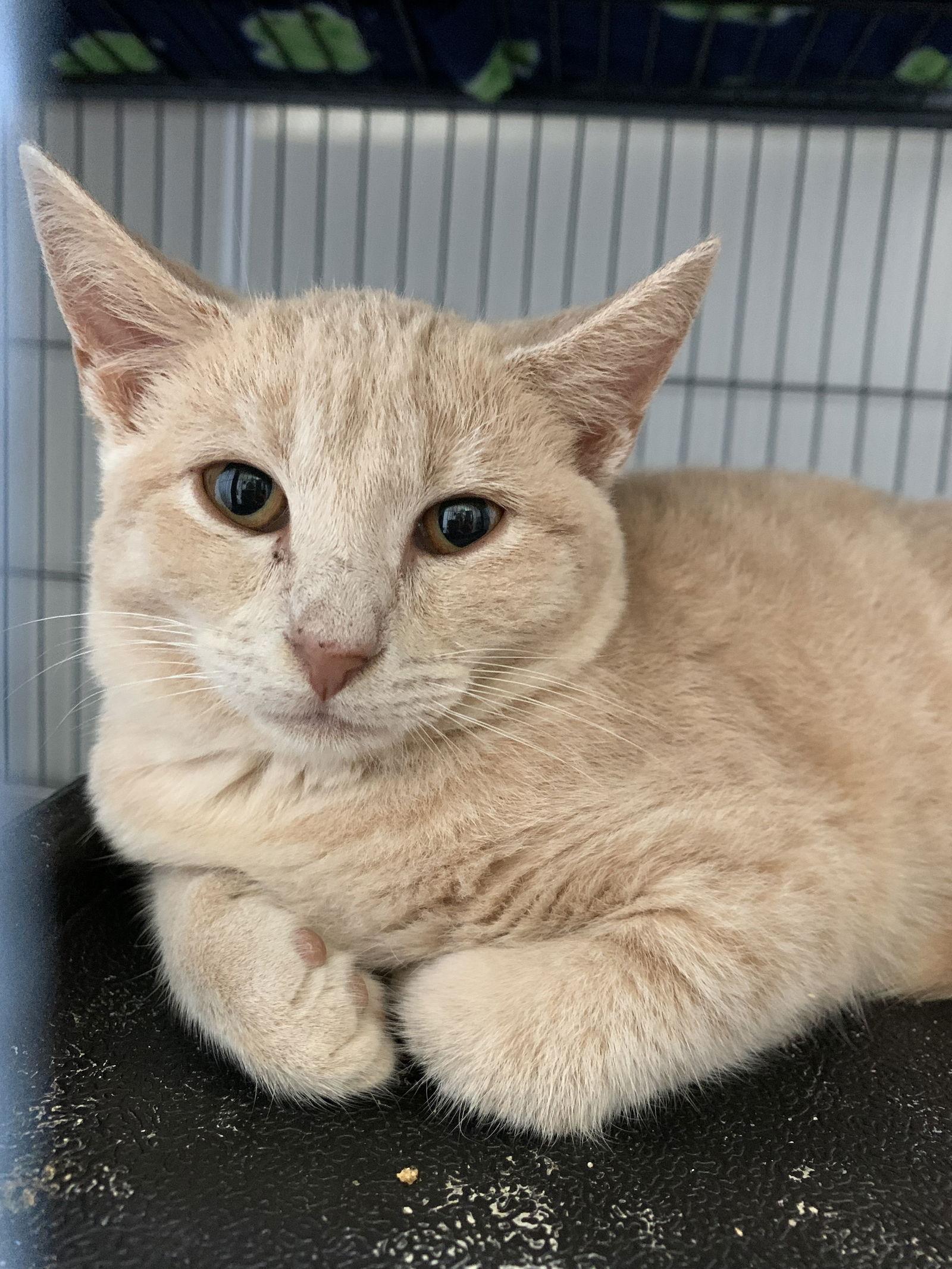 Enlarge Aslan, a Adoptable Domestic Short Hair in Sanford, FL image 1/3