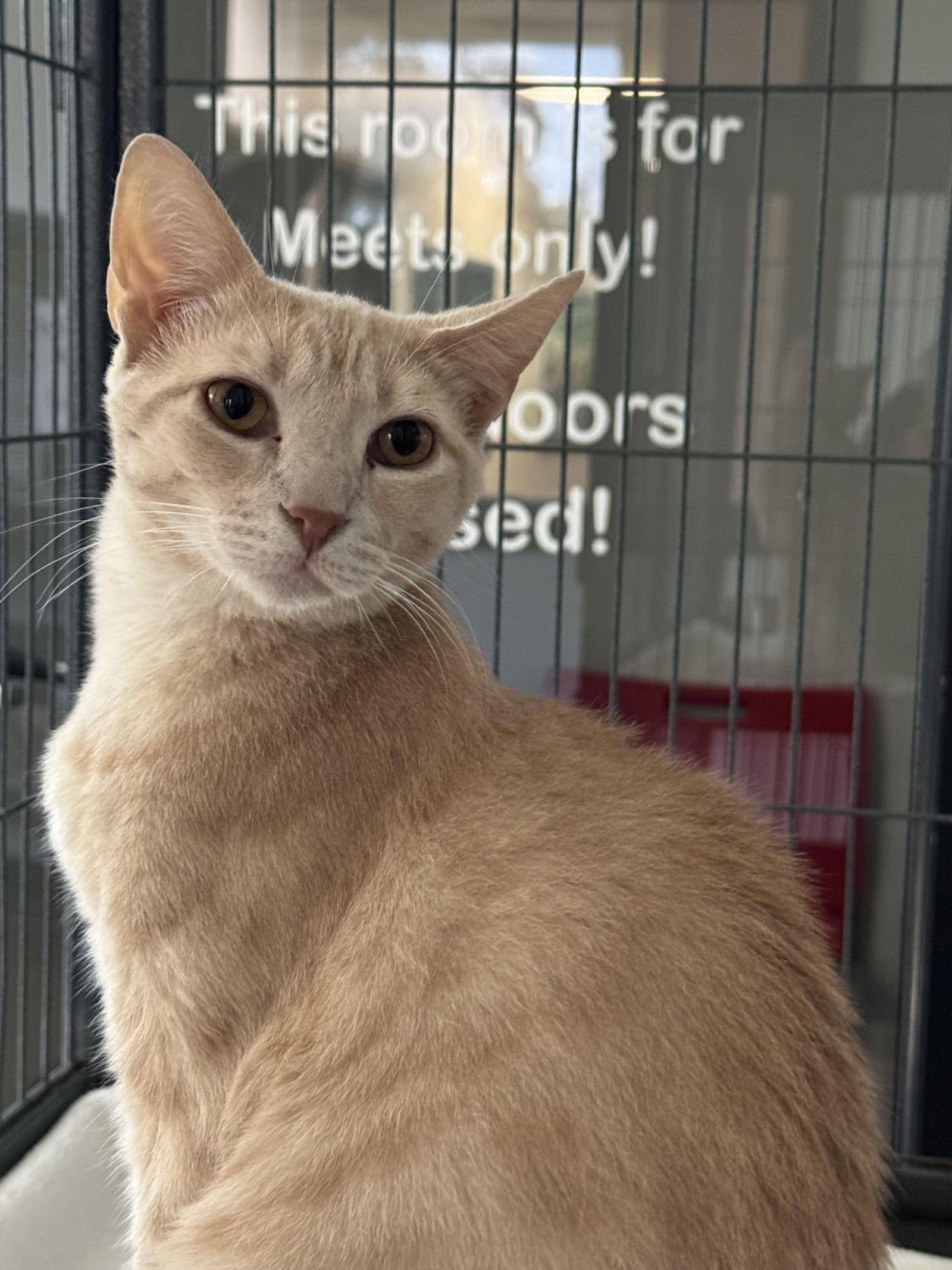 Enlarge Aslan, a Adoptable Domestic Short Hair in Sanford, FL image 2/3