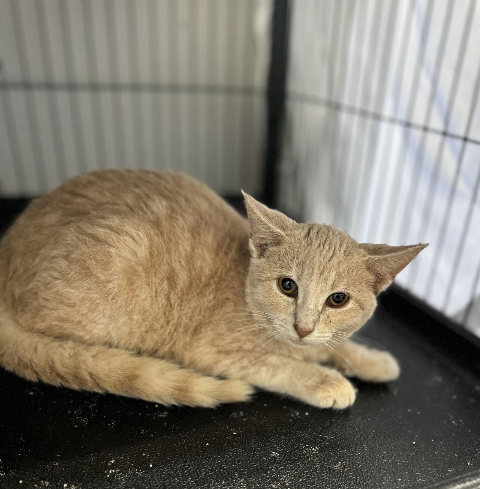 Enlarge Aslan, a Adoptable Domestic Short Hair in Sanford, FL image 3/3