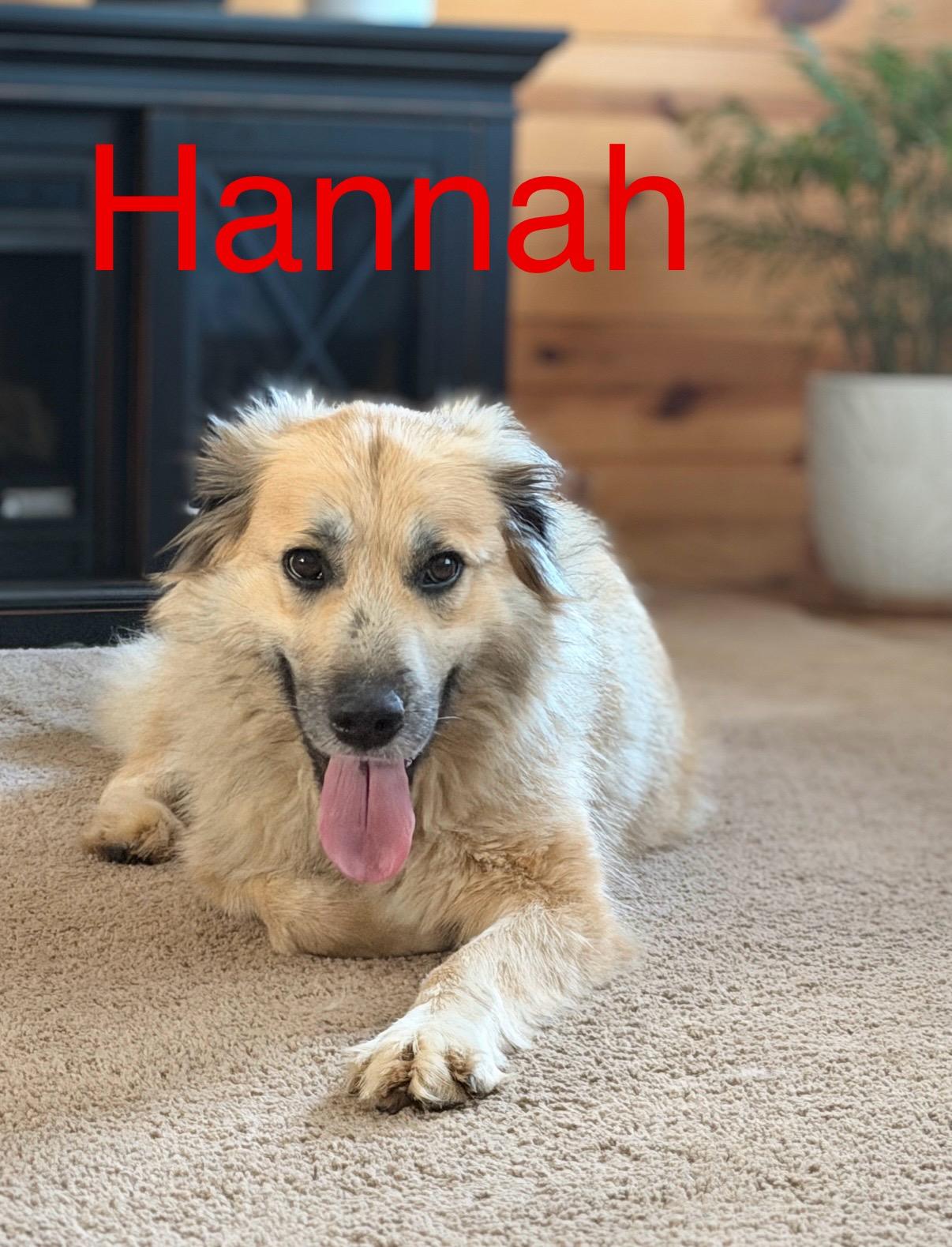 Hannah, an adopted mixed breed in Chattanooga, TN image 3/4