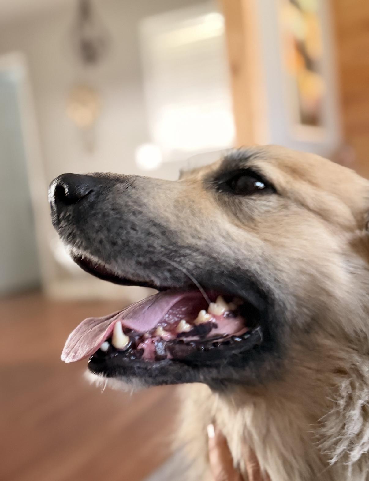 Hannah, an adopted mixed breed in Chattanooga, TN image 2/4