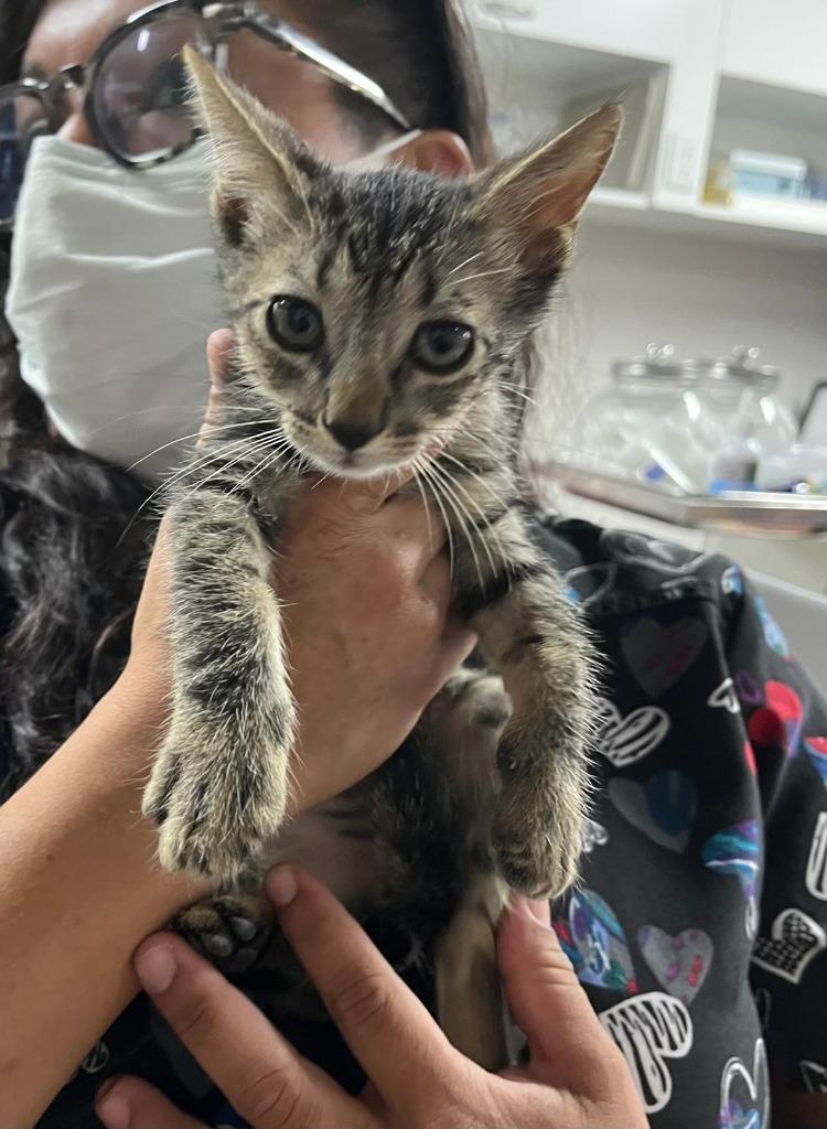Munch, Baby Male Domestic Short Hair