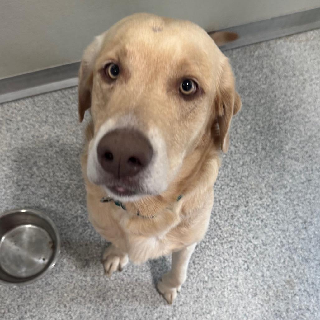Enlarge Hank, a Adoptable Yellow Labrador Retriever in Pineville, MO image 2/3