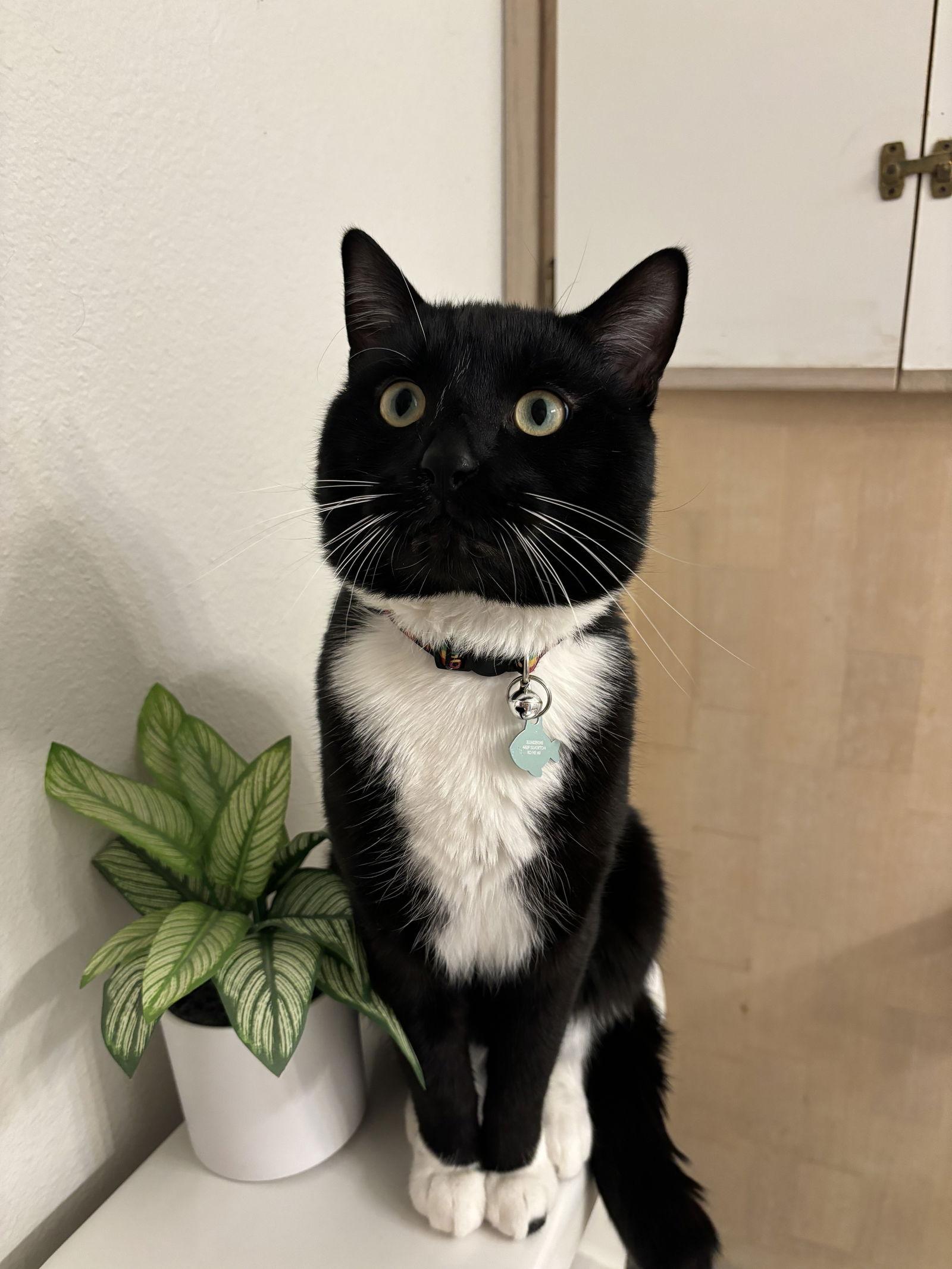 EARL  #1832- Offered by Owner - A family guy!, Adoptable, Adult Male Tuxedo & Domestic Short Hair.