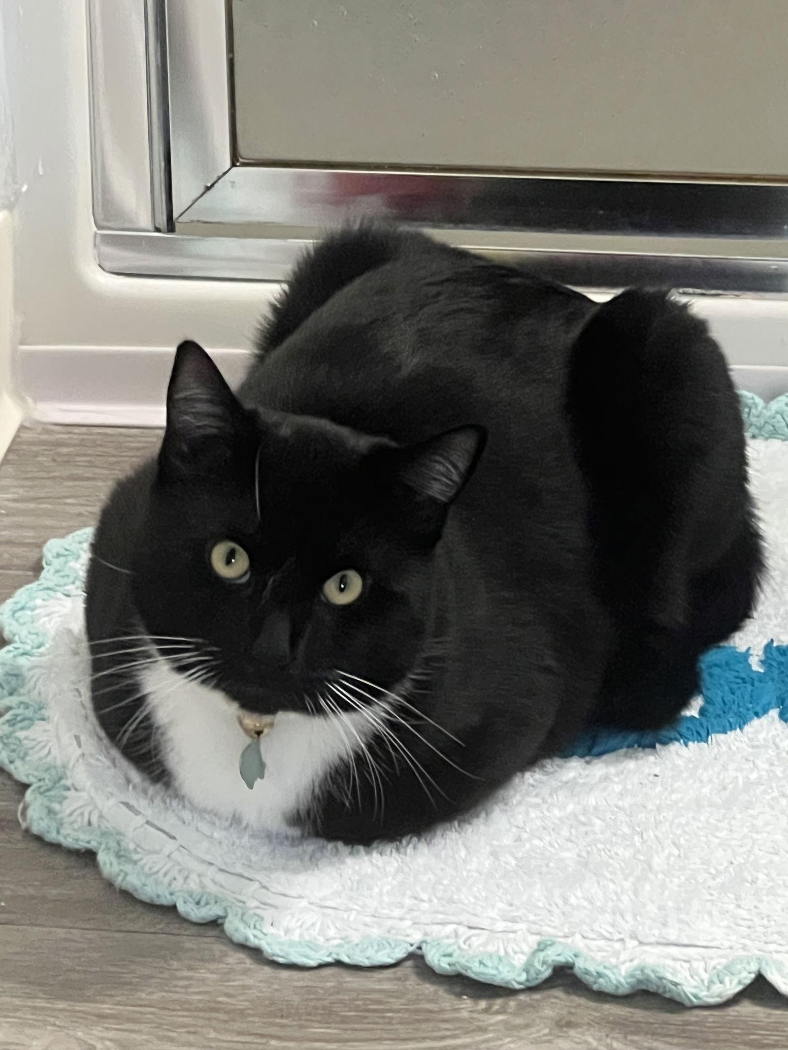 Enlarge EARL  #1832- Offered by Owner - A family guy!, a Adoptable mixed breed in Hillsboro, OR image 2/3