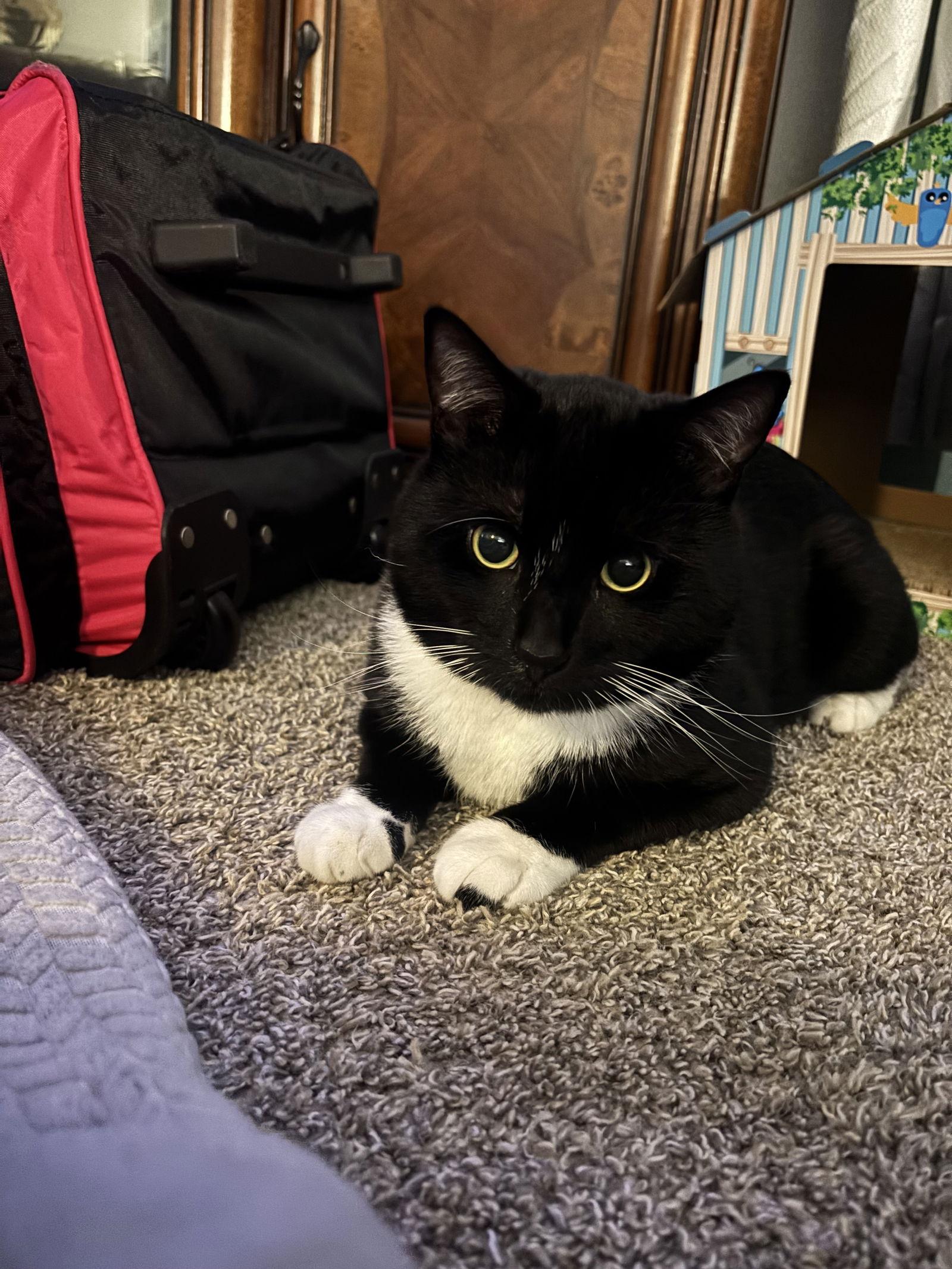 Enlarge EARL  #1832- Offered by Owner - A family guy!, a Adoptable mixed breed in Hillsboro, OR image 3/3