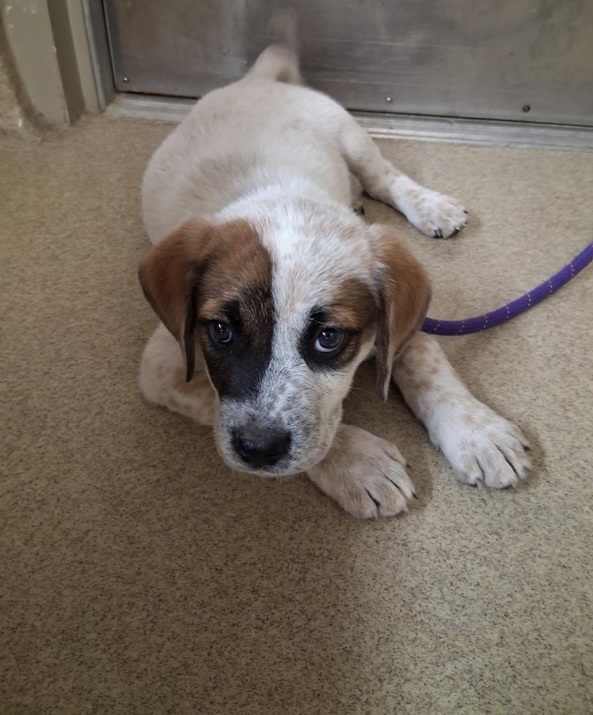 Enlarge Ronan, a Adoptable mixed breed in Seguin, TX image 1/1
