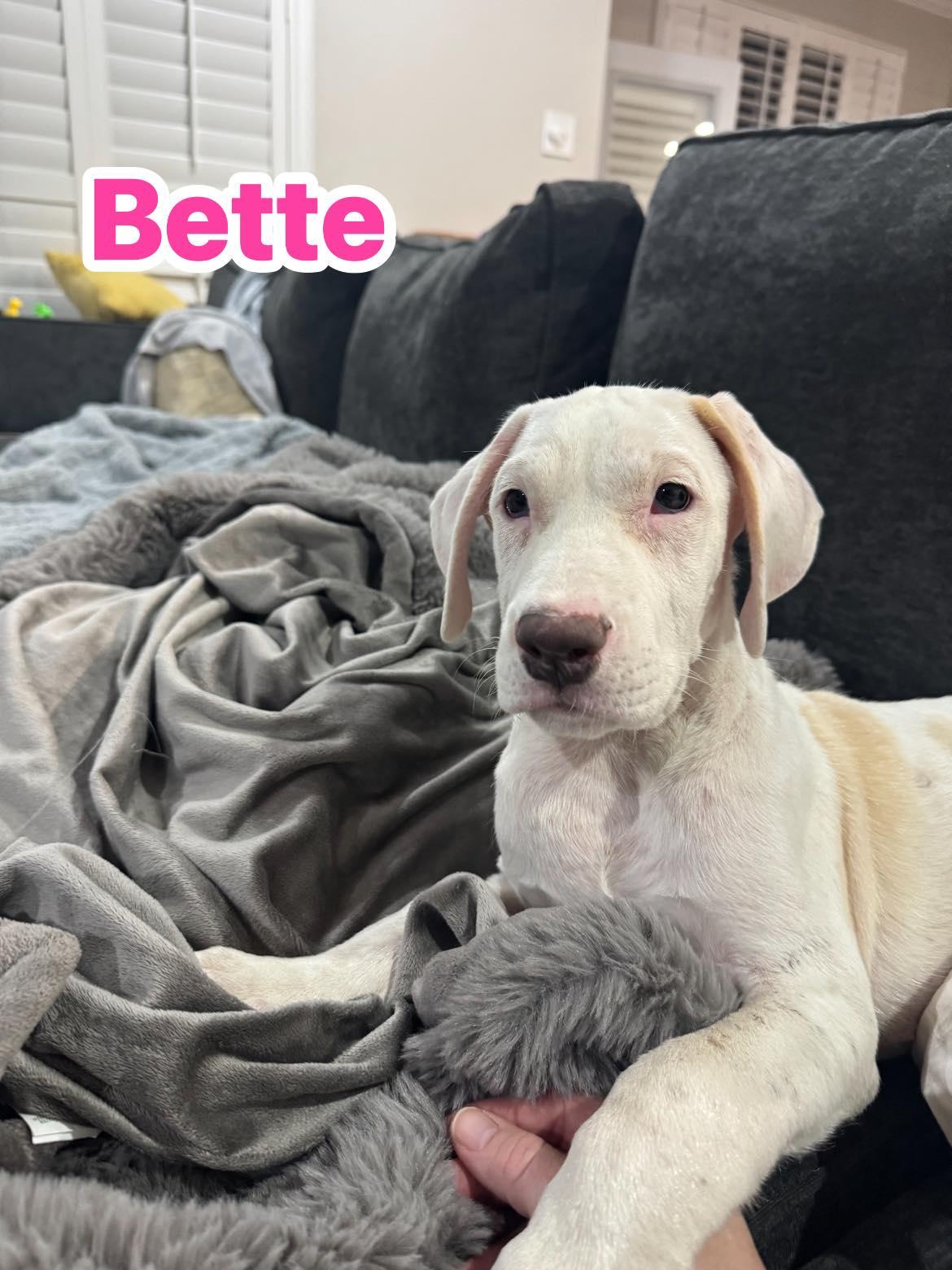 Bette Davis, Adoptable, Young Female Dogo Argentino & Border Collie.