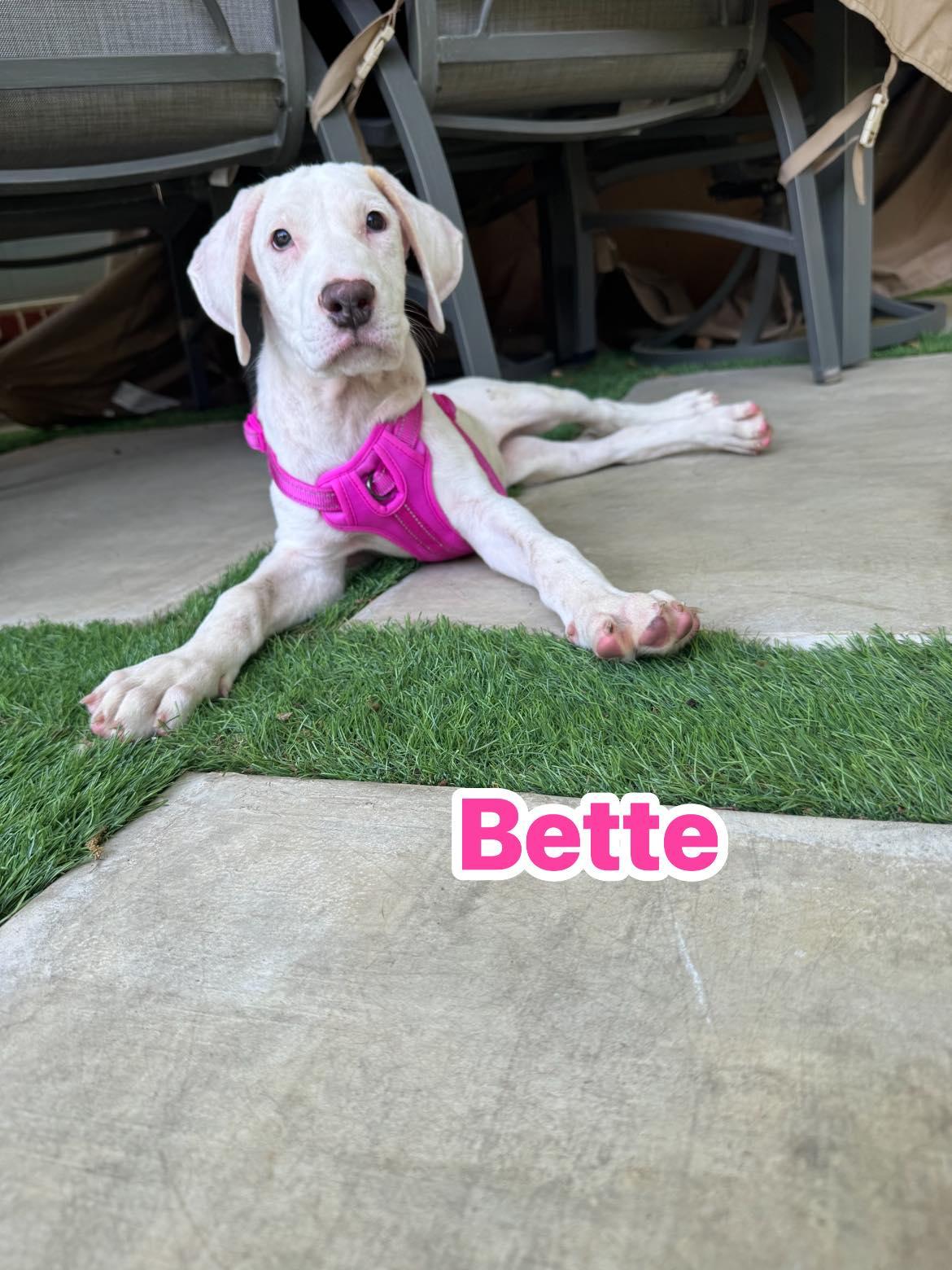 Bette Davis, a Adoptable mixed breed in Rowlett, TX image 2/3