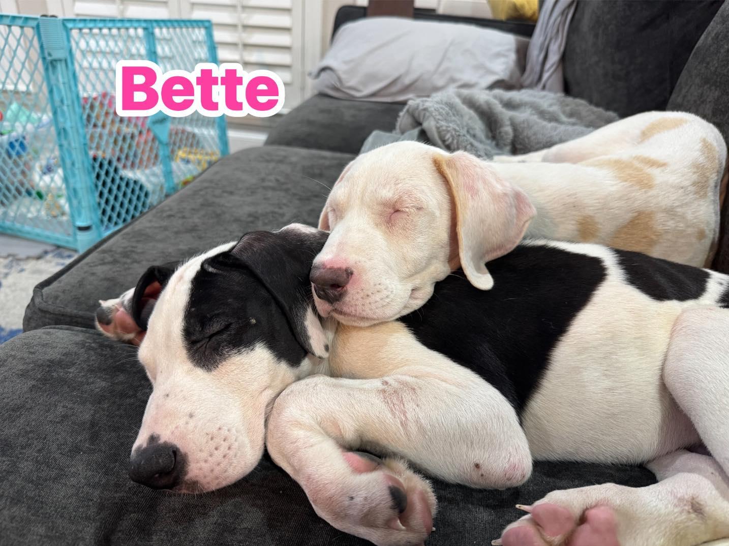 Bette Davis, a Adoptable mixed breed in Rowlett, TX image 3/3