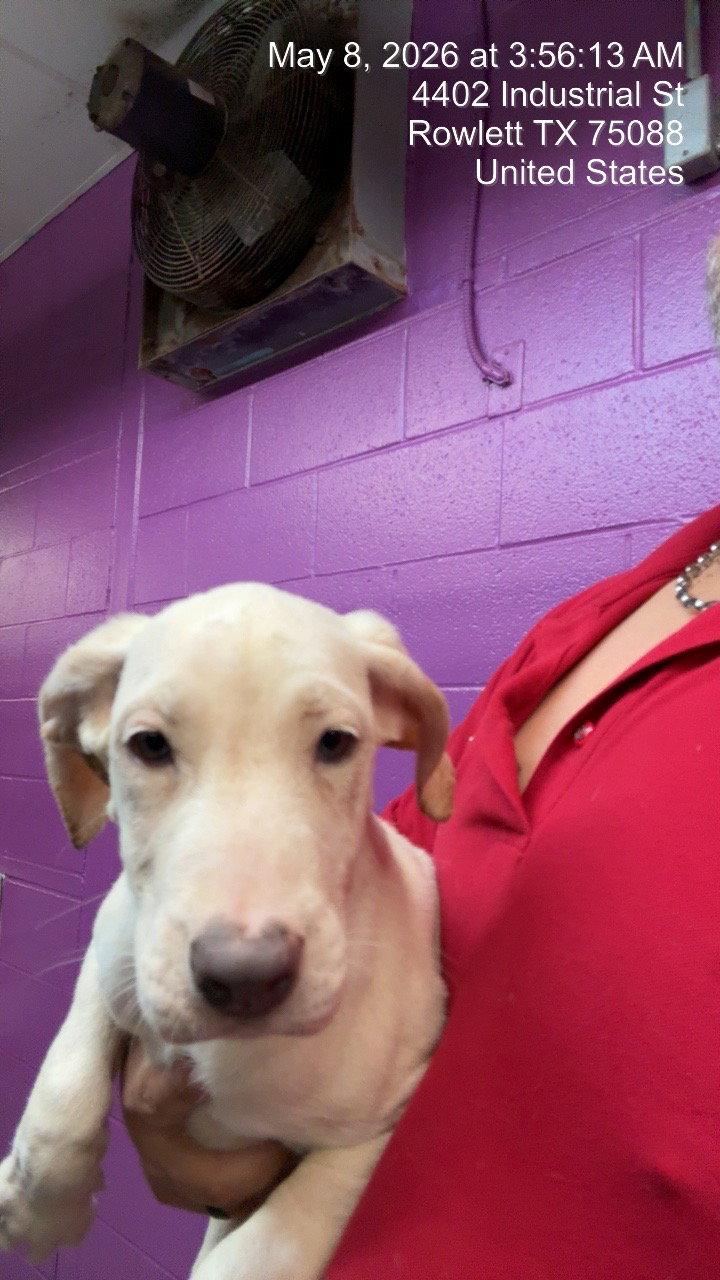 Enlarge Bette Davis, a Adoptable mixed breed in Rowlett, TX image 1/1