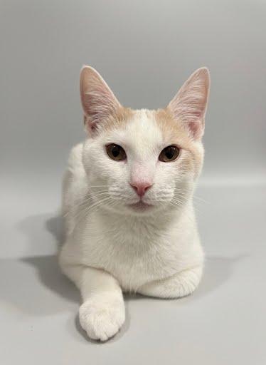 Eggnog, Adoptable, Young Male Domestic Short Hair & Domestic Short Hair.