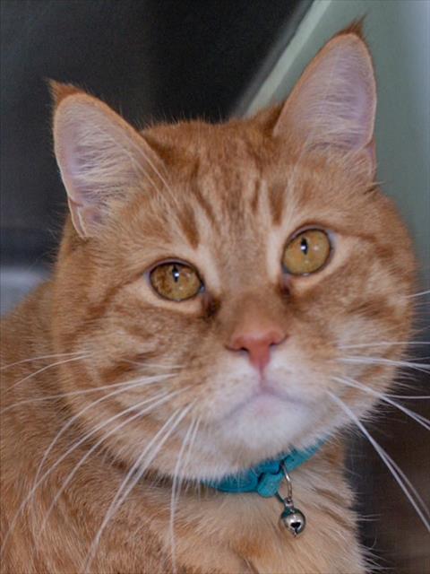 BAILEY, Adoptable, Adult Male Domestic Short Hair.