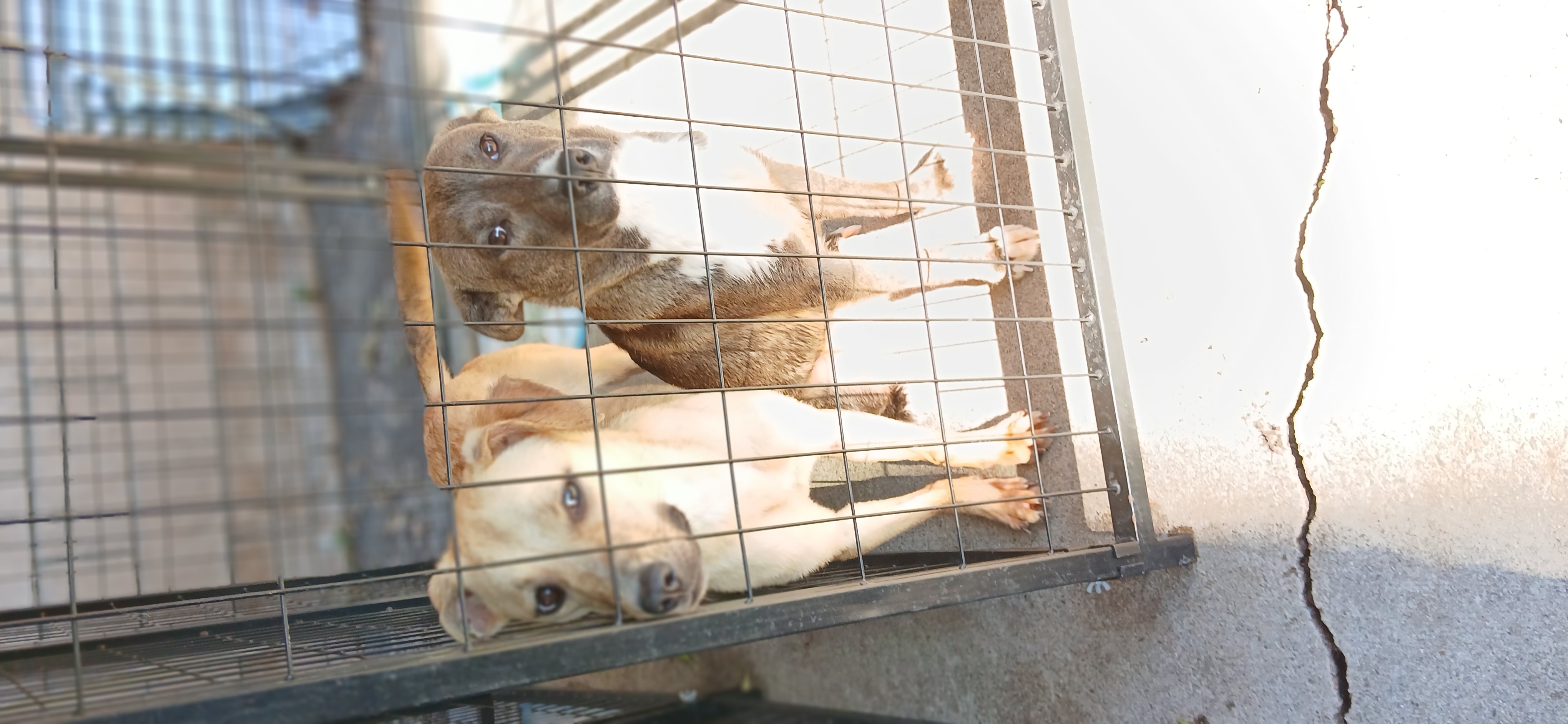 Bingo, a Adoptable mixed breed in Seattle, WA image 3/5