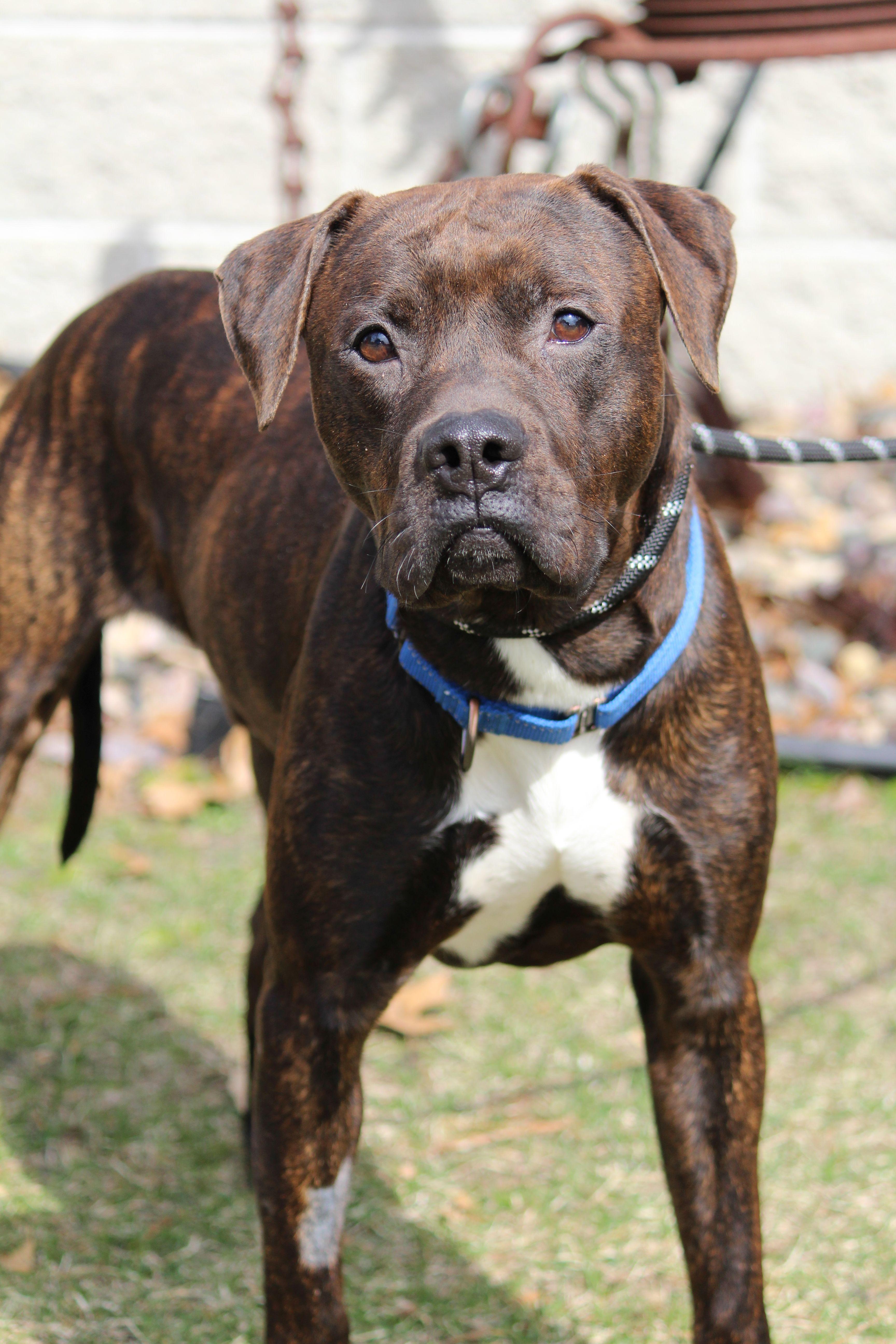Enlarge Brodie, a ADOPTABLE mixed breed in Portage, WI image 2/5