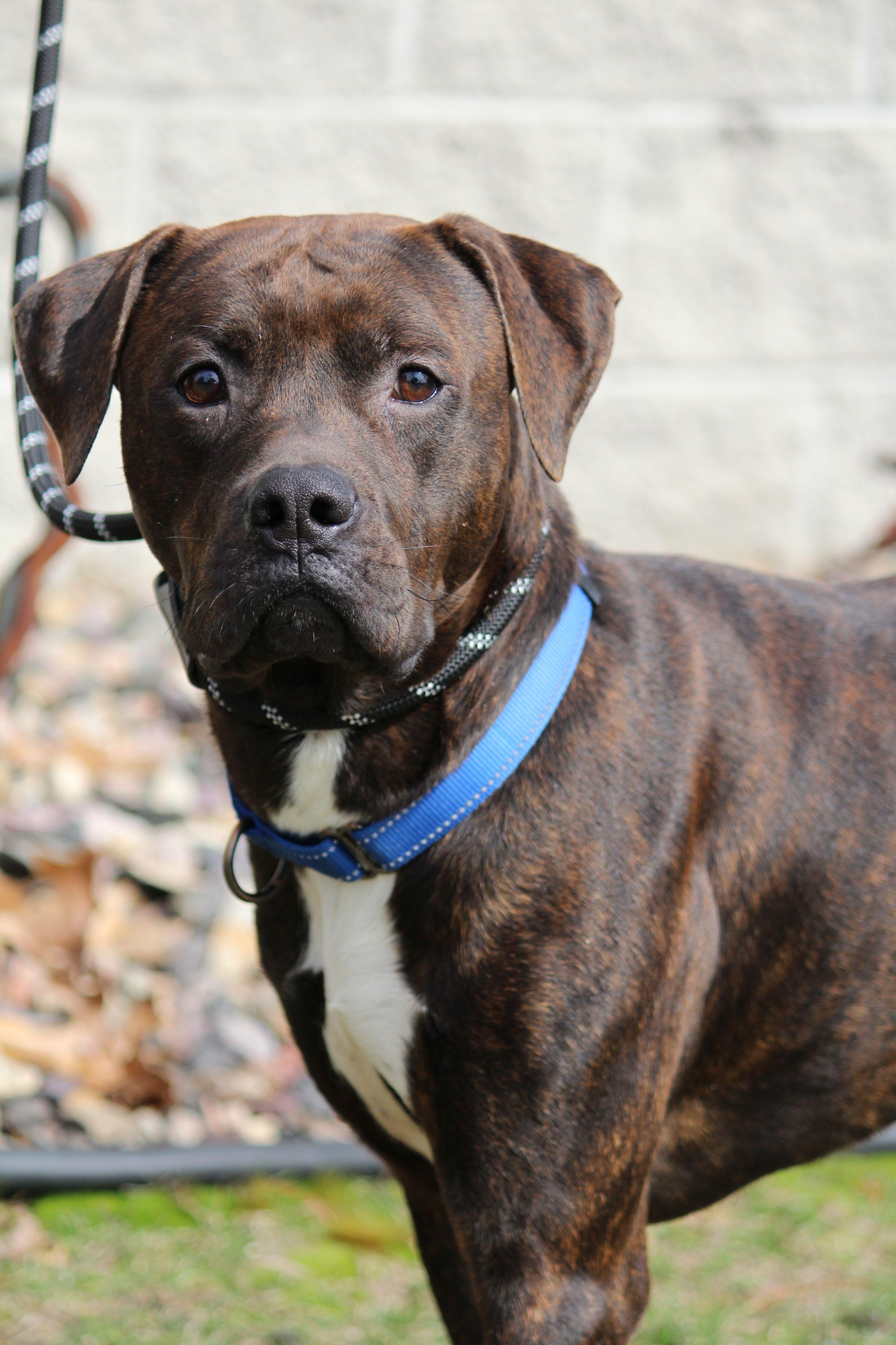 Brodie, ADOPTABLE, Adult Male Boxer & Pit Bull Terrier.