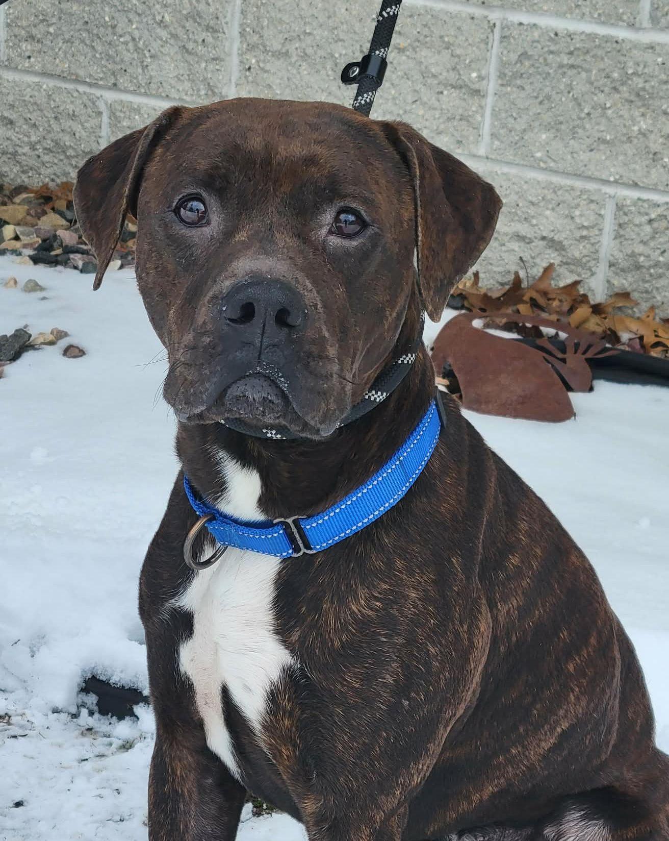 Enlarge Brodie, a ADOPTABLE mixed breed in Portage, WI image 3/5