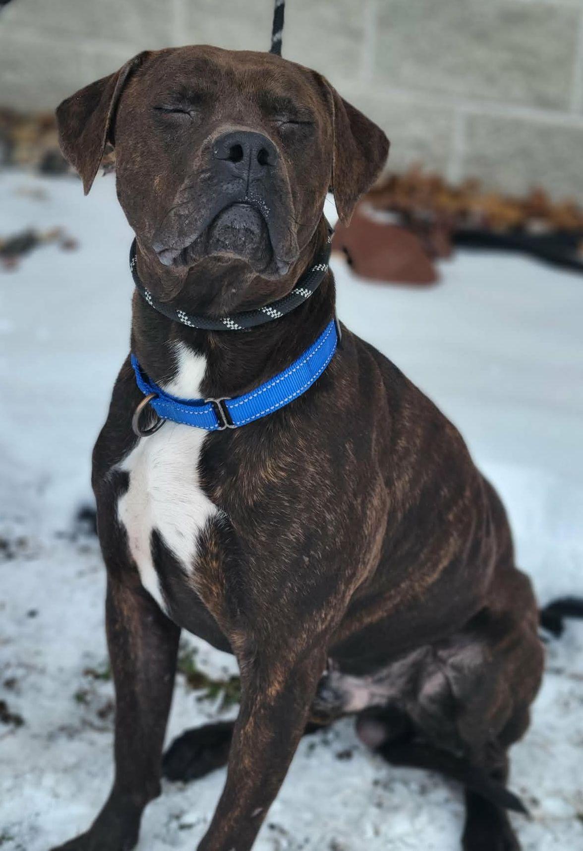 Enlarge Brodie, a ADOPTABLE mixed breed in Portage, WI image 5/5