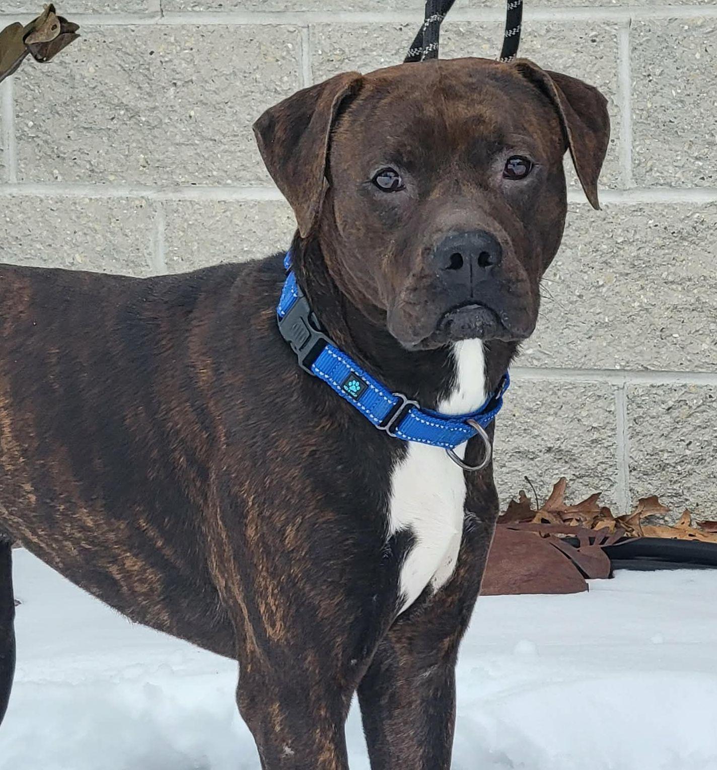 Enlarge Brodie, a ADOPTABLE mixed breed in Portage, WI image 4/5