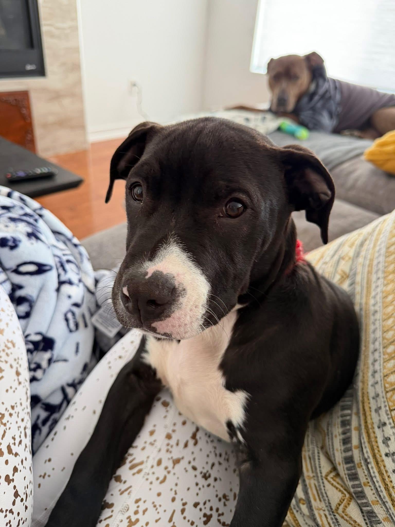 Pearl 2.0, a Adopted mixed breed in Troy, MI image 1/6