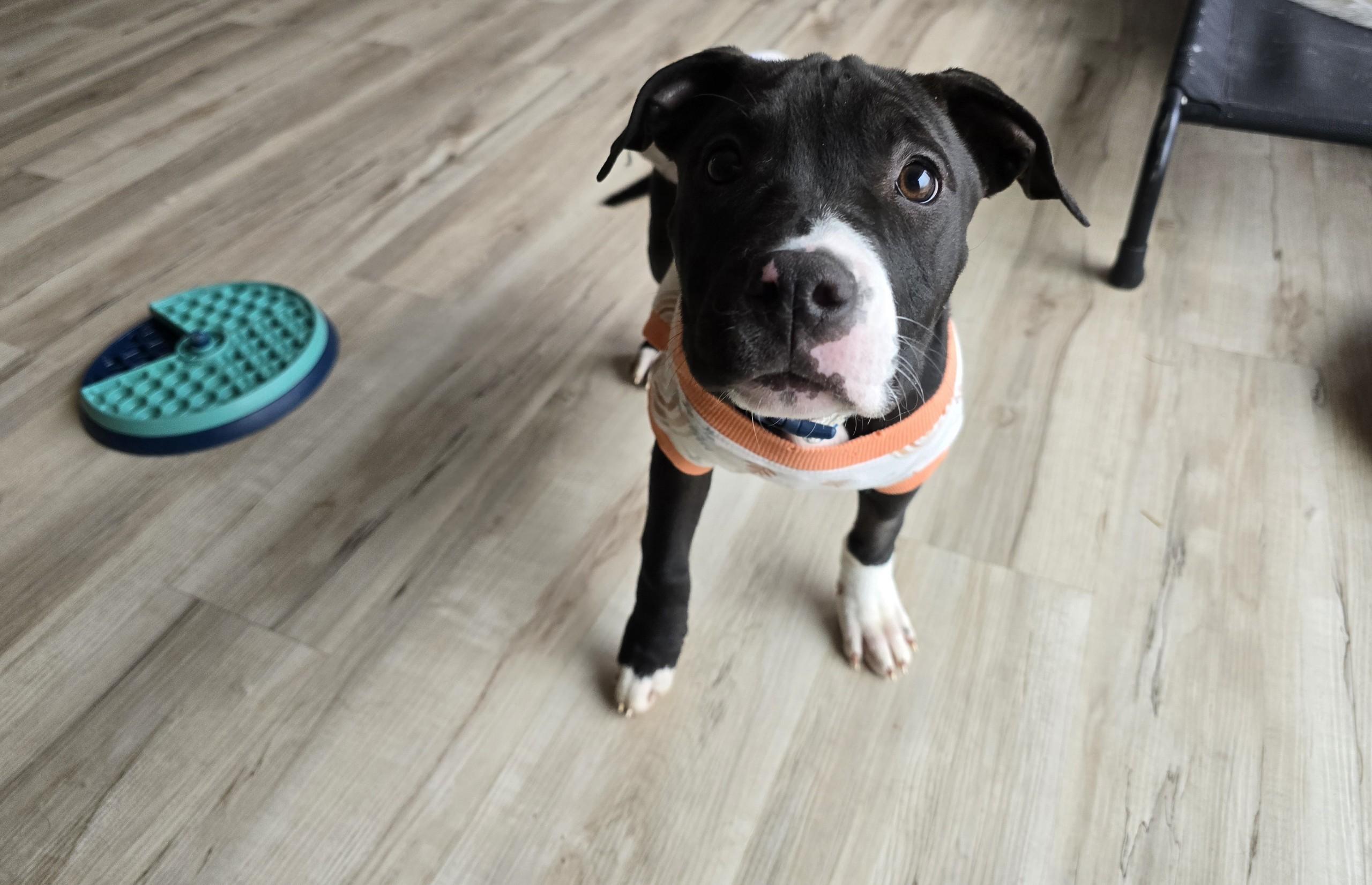 Pearl 2.0, a Adopted mixed breed in Troy, MI image 2/6
