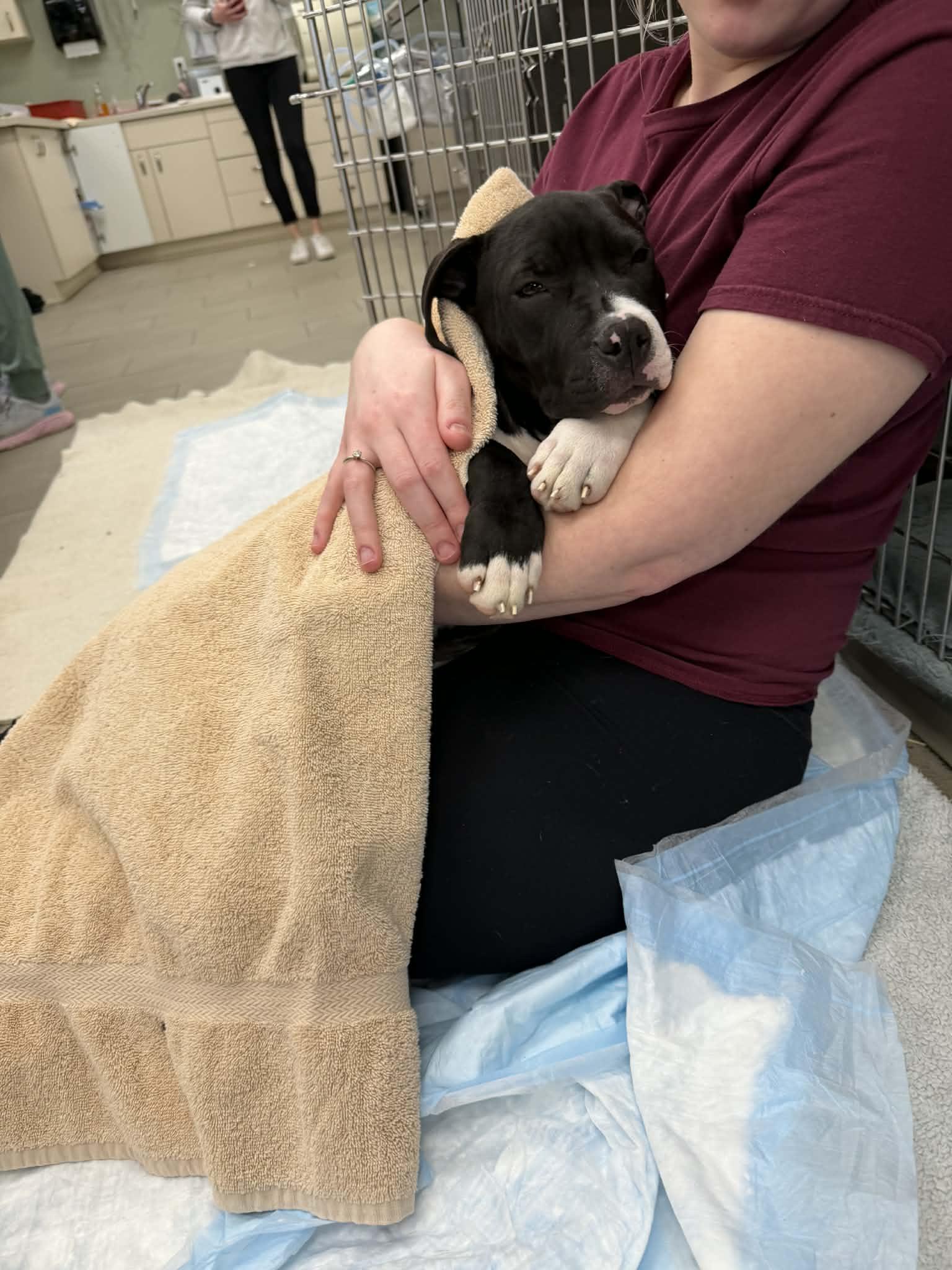 Pearl 2.0, a Adopted mixed breed in Troy, MI image 3/6