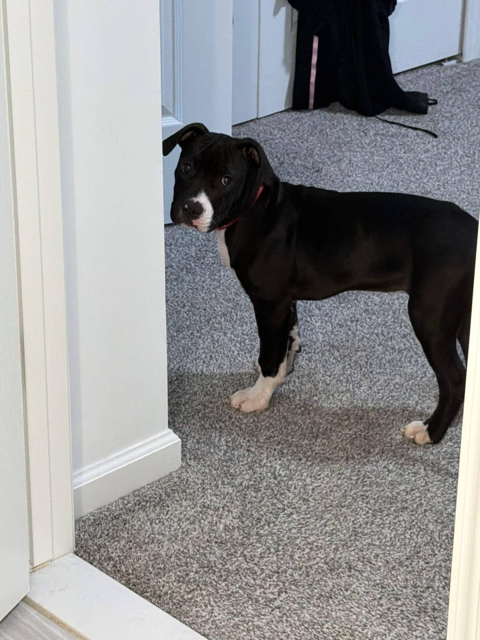 Pearl 2.0, a Adopted mixed breed in Troy, MI image 4/6
