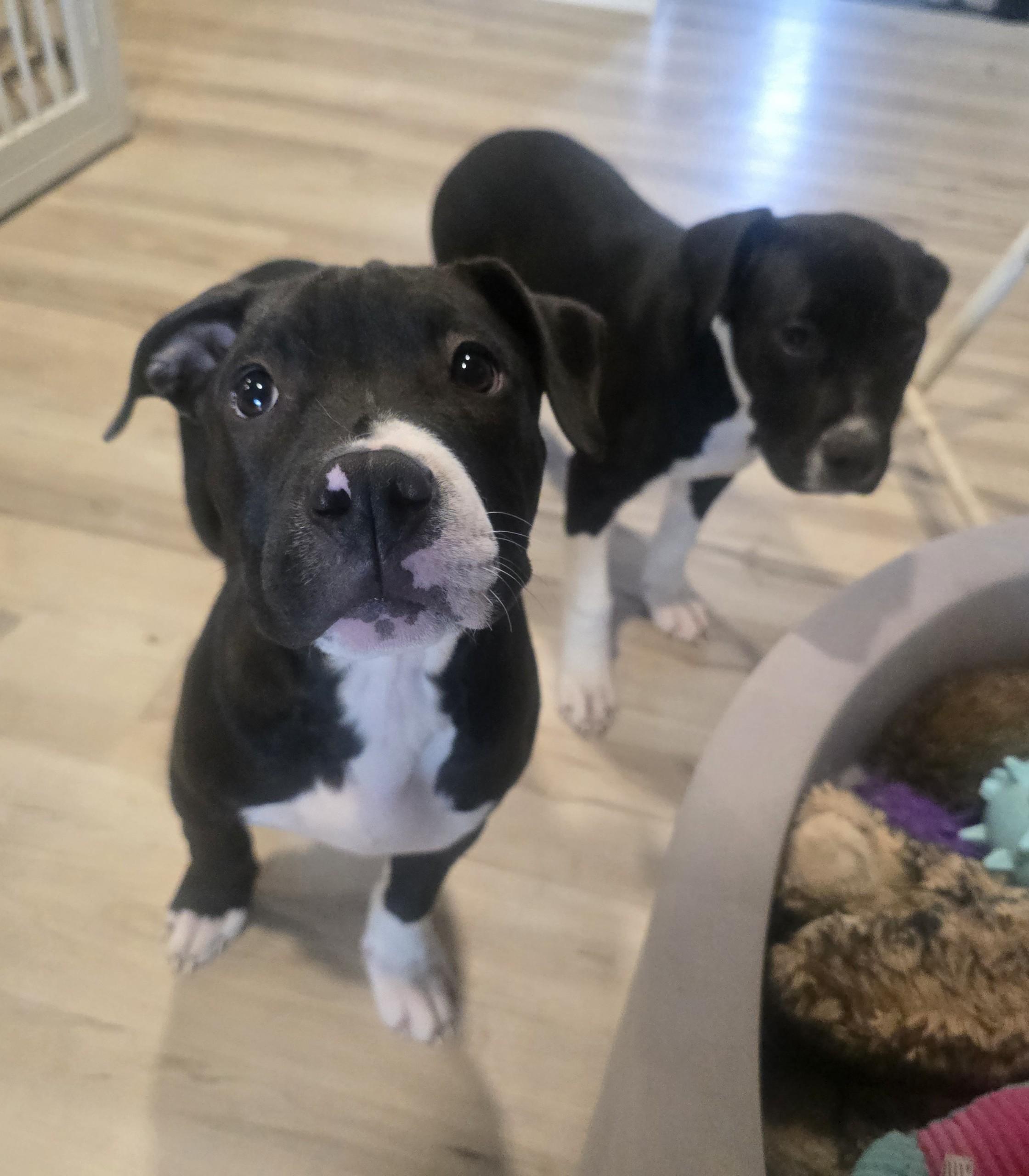 Pearl 2.0, a Adopted mixed breed in Troy, MI image 5/6