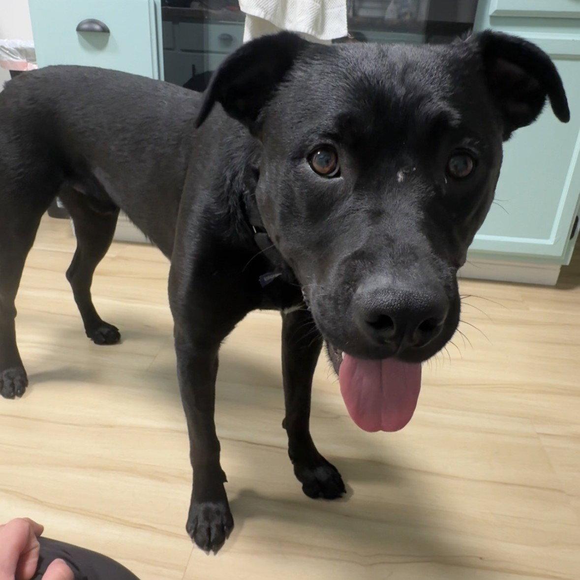 Enlarge Dale Doback, a Adoptable Pit Bull Terrier in Fargo, ND image 1/3