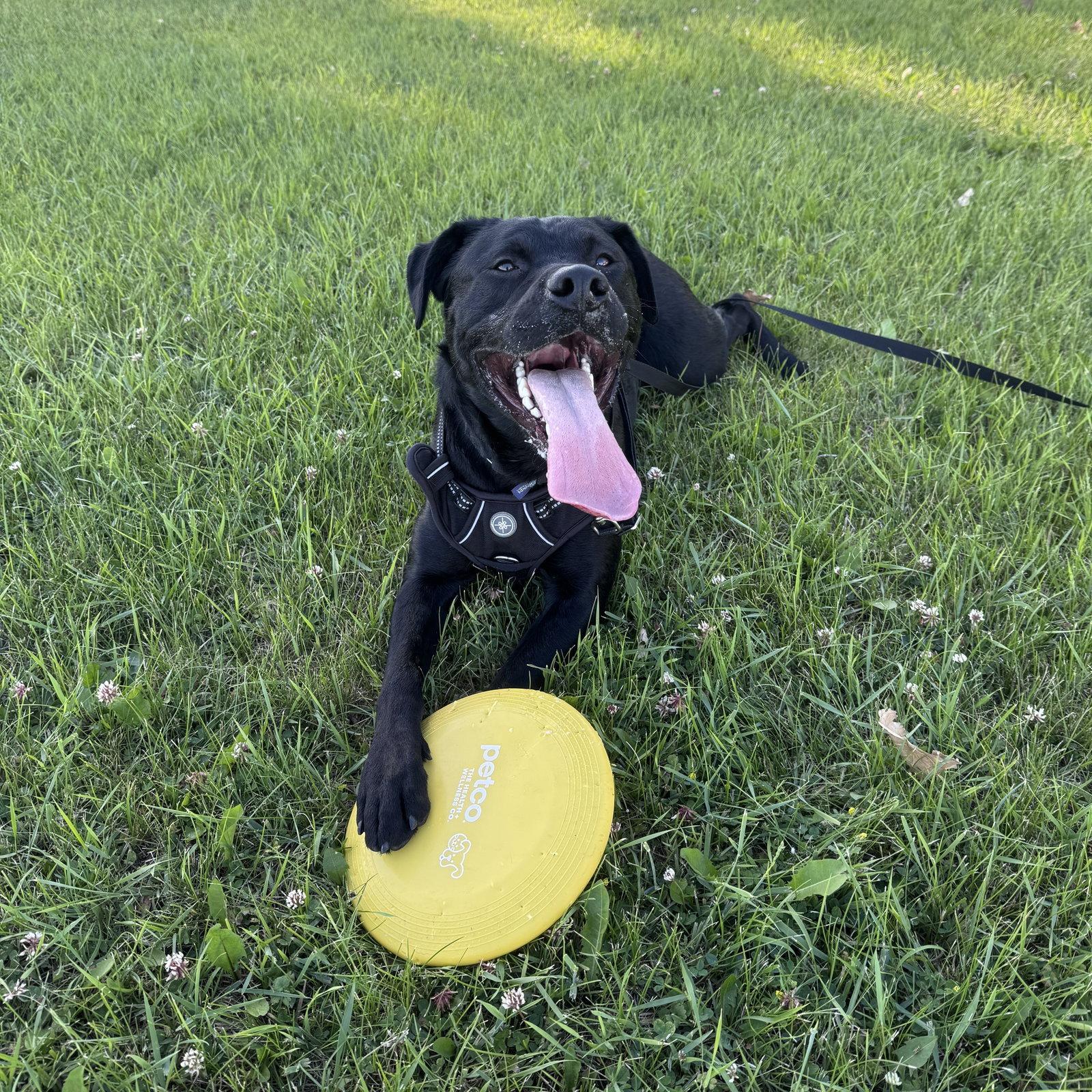Enlarge Dale Doback, a Adoptable Pit Bull Terrier in Fargo, ND image 1/3