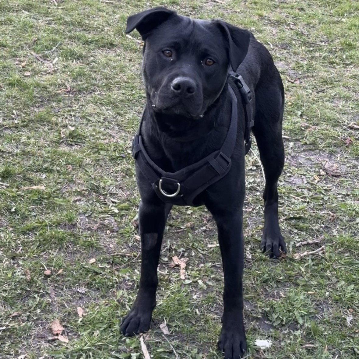 Enlarge Dale Doback, a Adoptable Pit Bull Terrier in Fargo, ND image 2/3