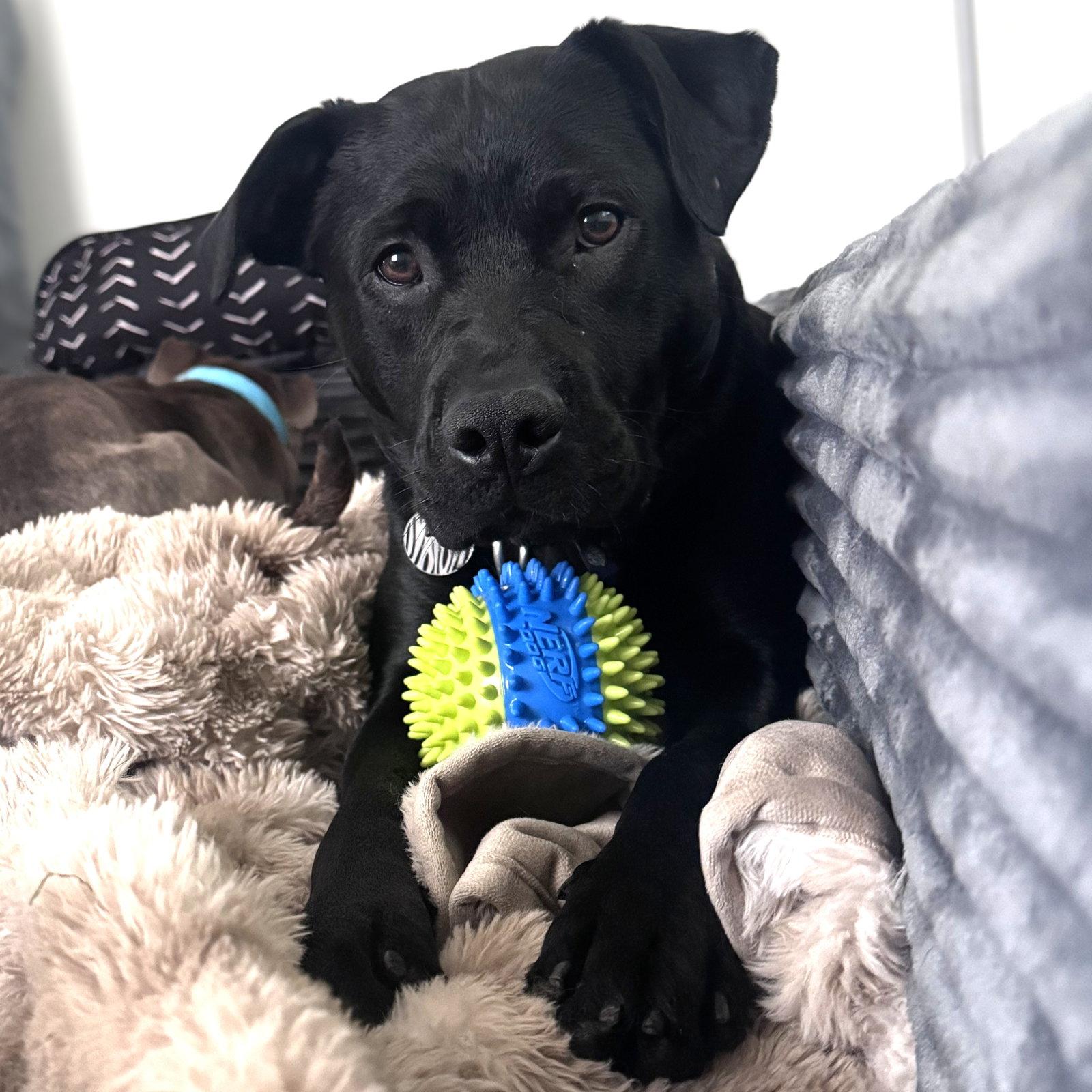 Enlarge Dale Doback, a Adoptable Pit Bull Terrier in Fargo, ND image 2/3