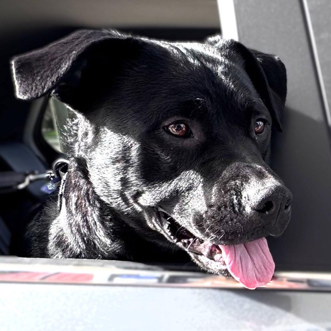 Dale Doback, Adoptable, Adult Male Pit Bull Terrier.