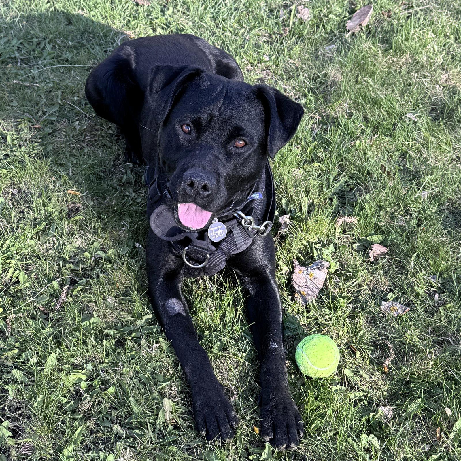 Enlarge Dale Doback, a Adoptable Pit Bull Terrier in Fargo, ND image 3/3